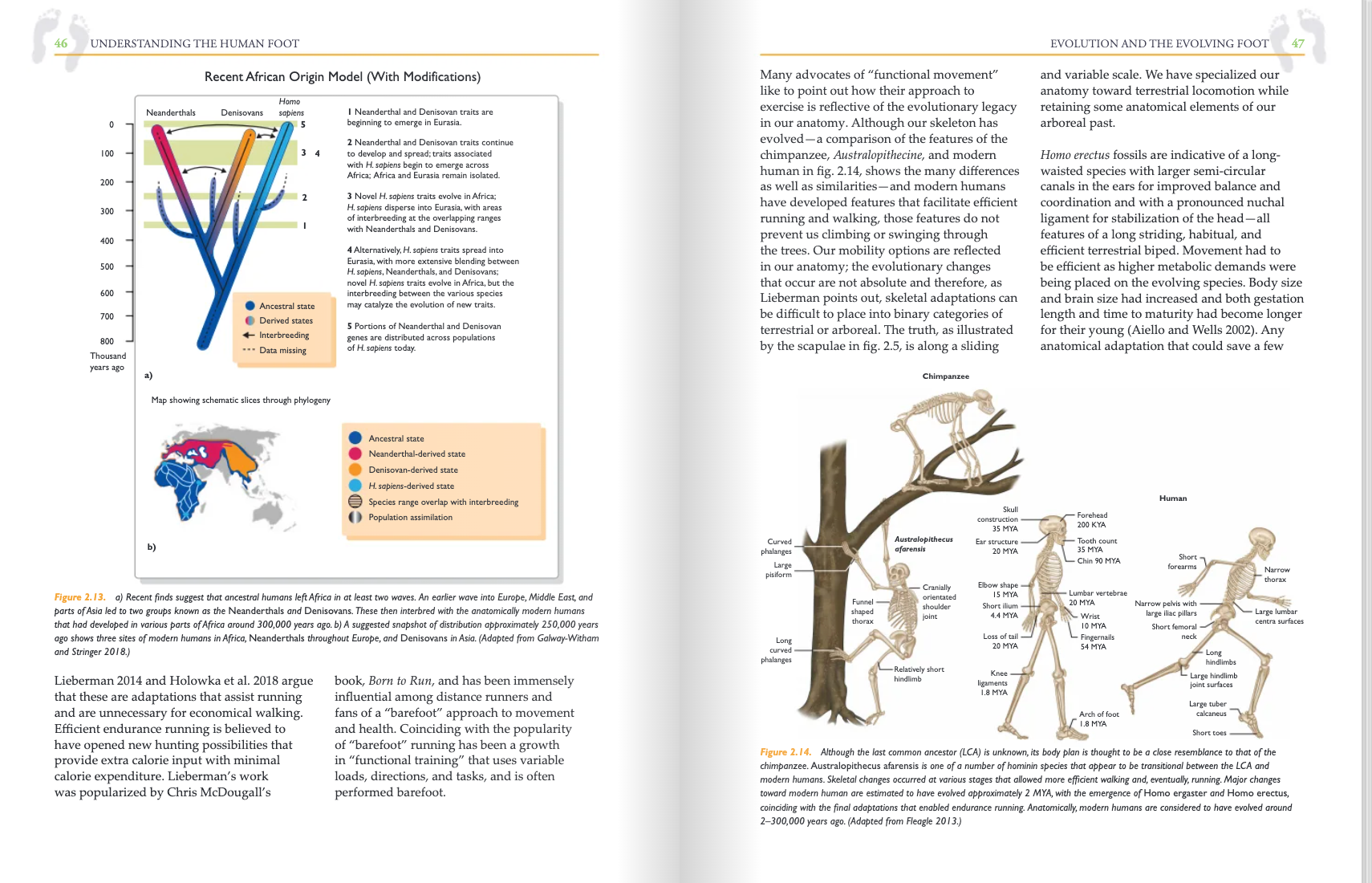 Understanding the Human Foot