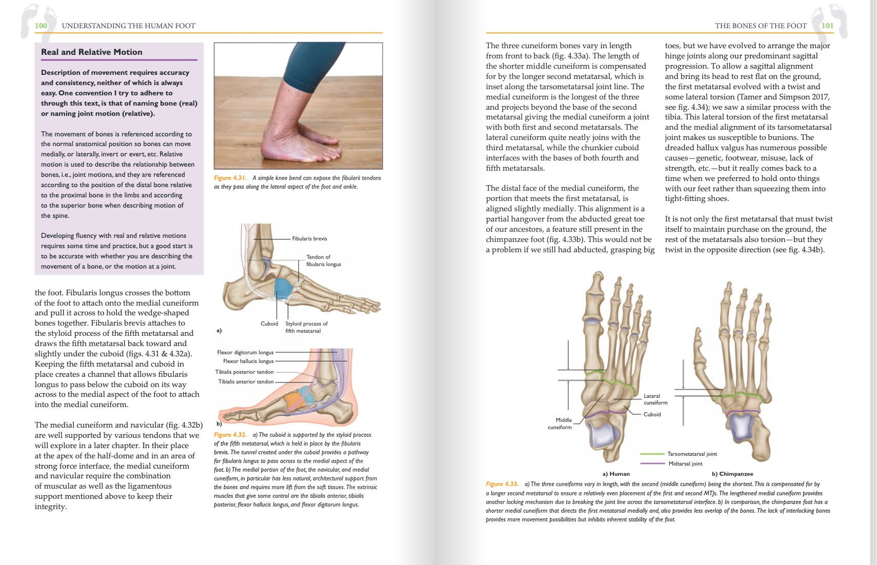 Understanding the Human Foot