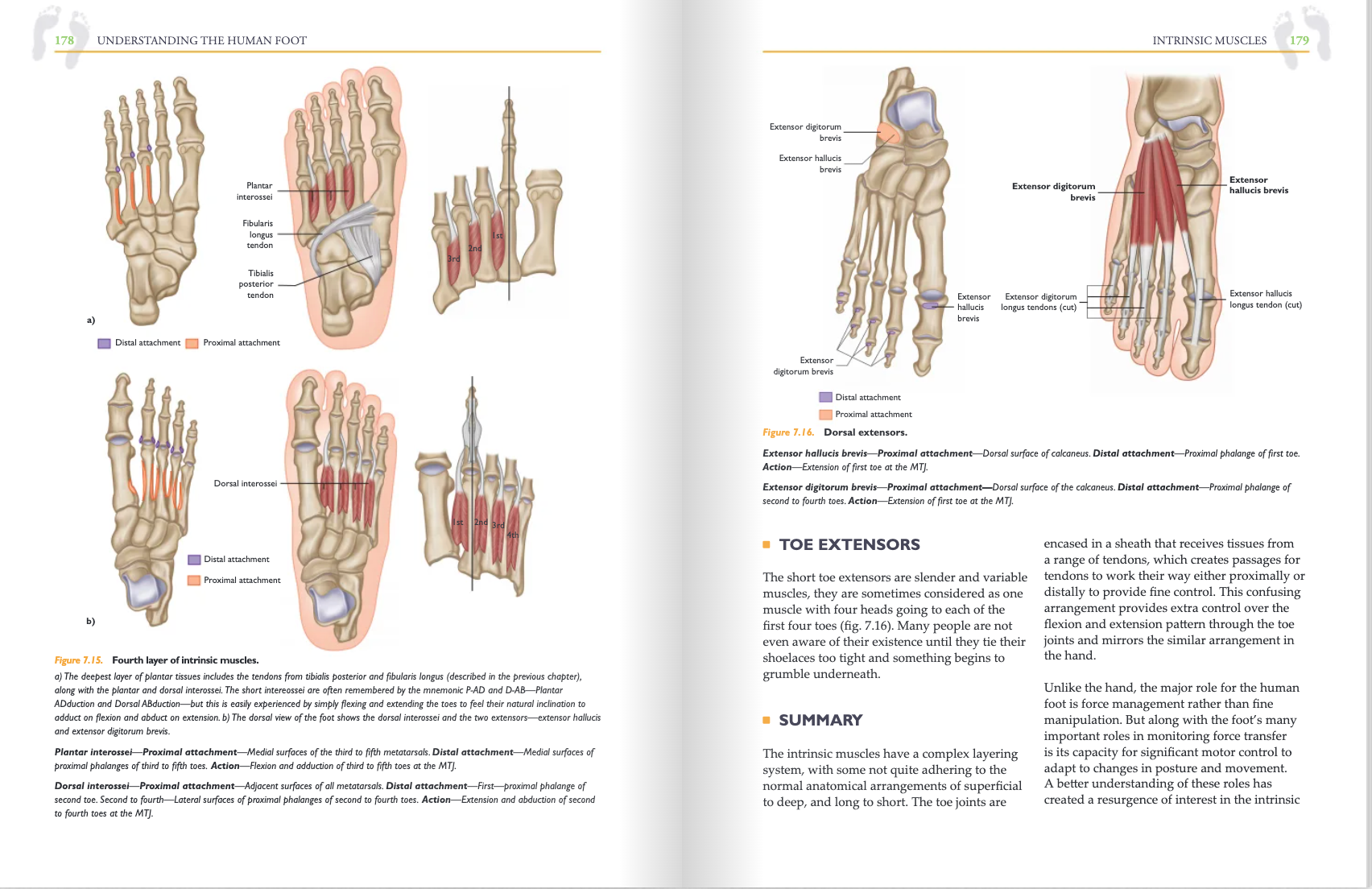 Understanding the Human Foot