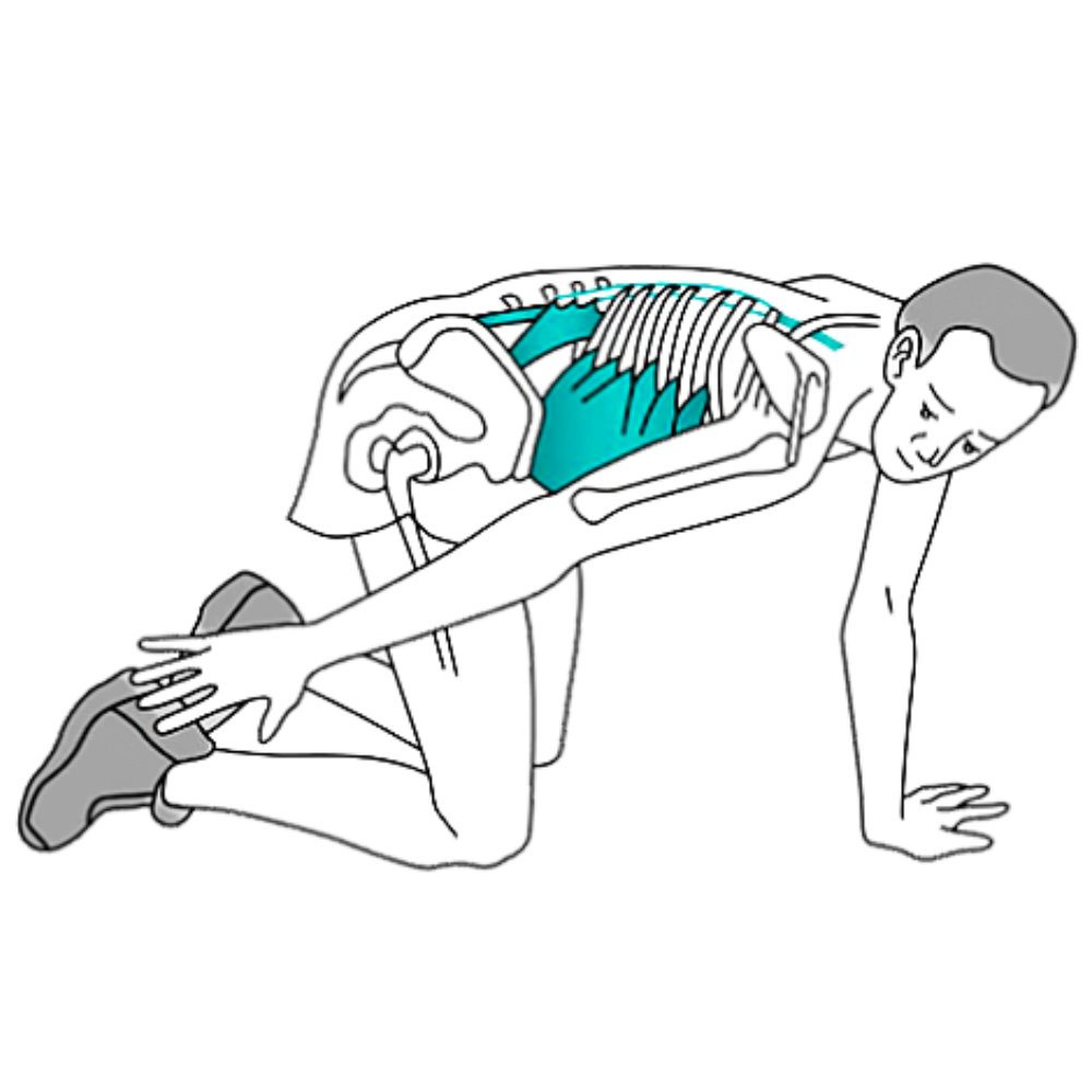 How to Stretch Quadratus Lumborum (QL), Back, Quadratus Lumborum,  Stretching and more
