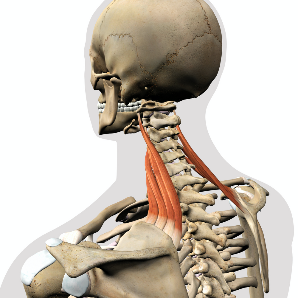 Treating Neck Pain and Stiffness - Part 2 | Neck, Neck Massage ...