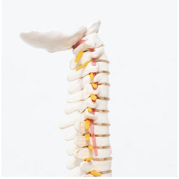 Treatment for Cervical and Thoracic Spondylosis - Niel Asher Education
