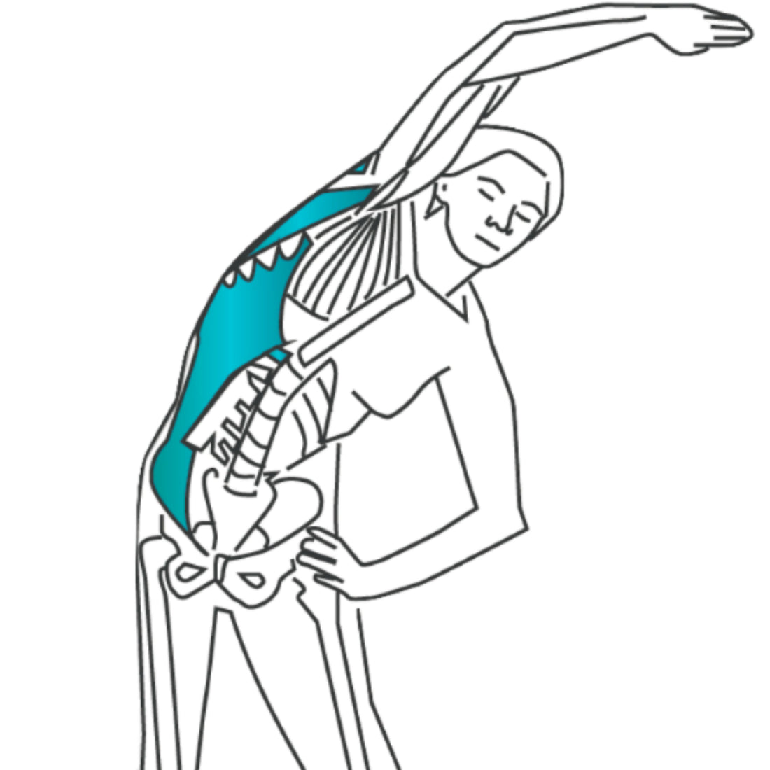 Quadratus Lumborum Stretching