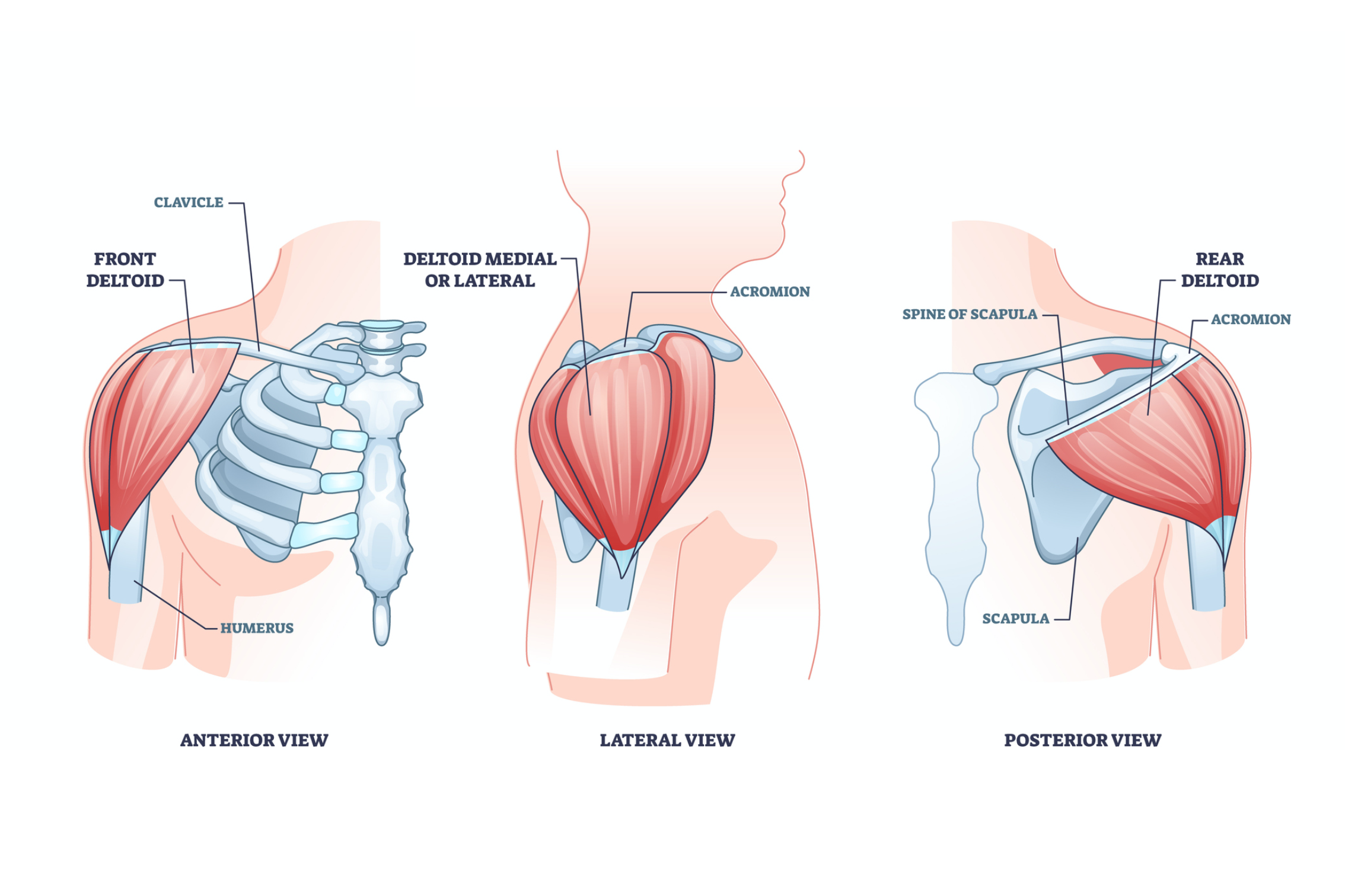 rear delt anatomy illustration