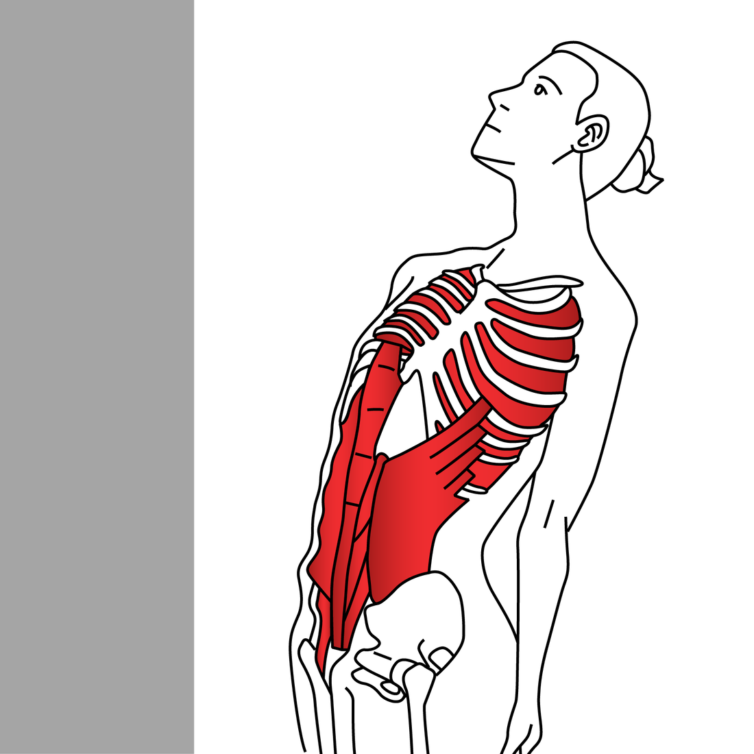 Standing Lean-Back Stomach Stretch - Niel Asher Education