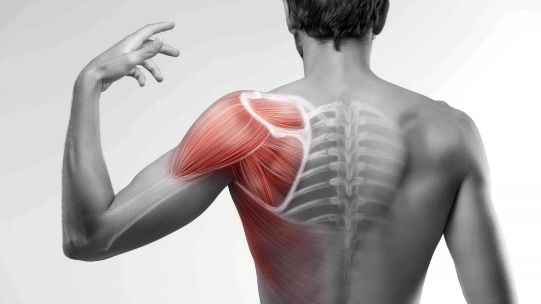 Subscapularis Anatomy 
