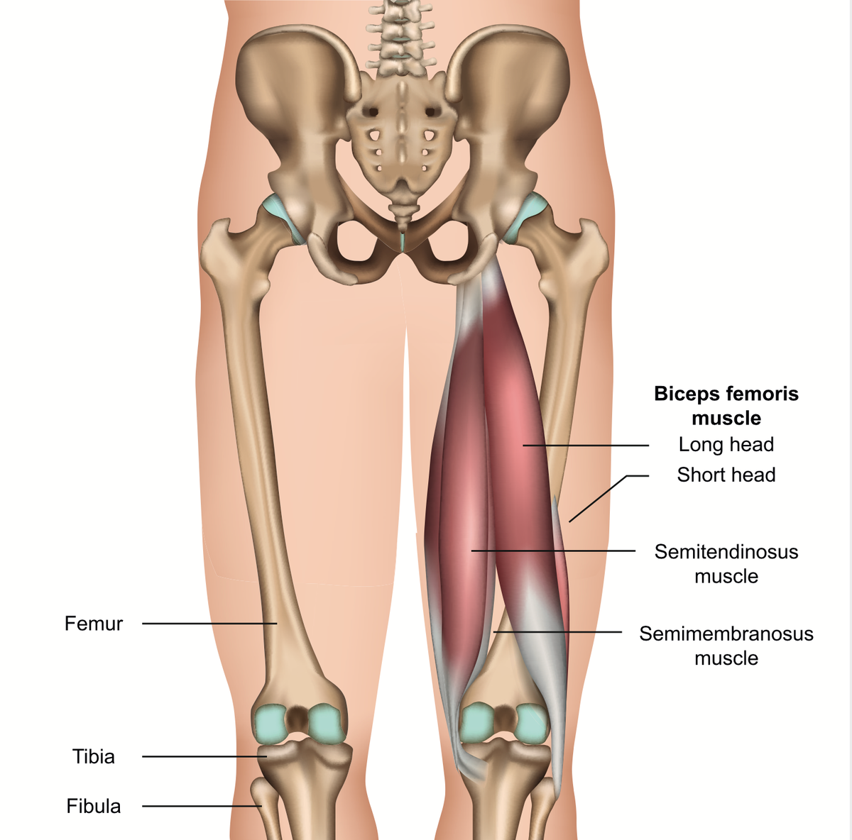 Hamstrings - Injury Prevention and Recovery - Niel Asher Education