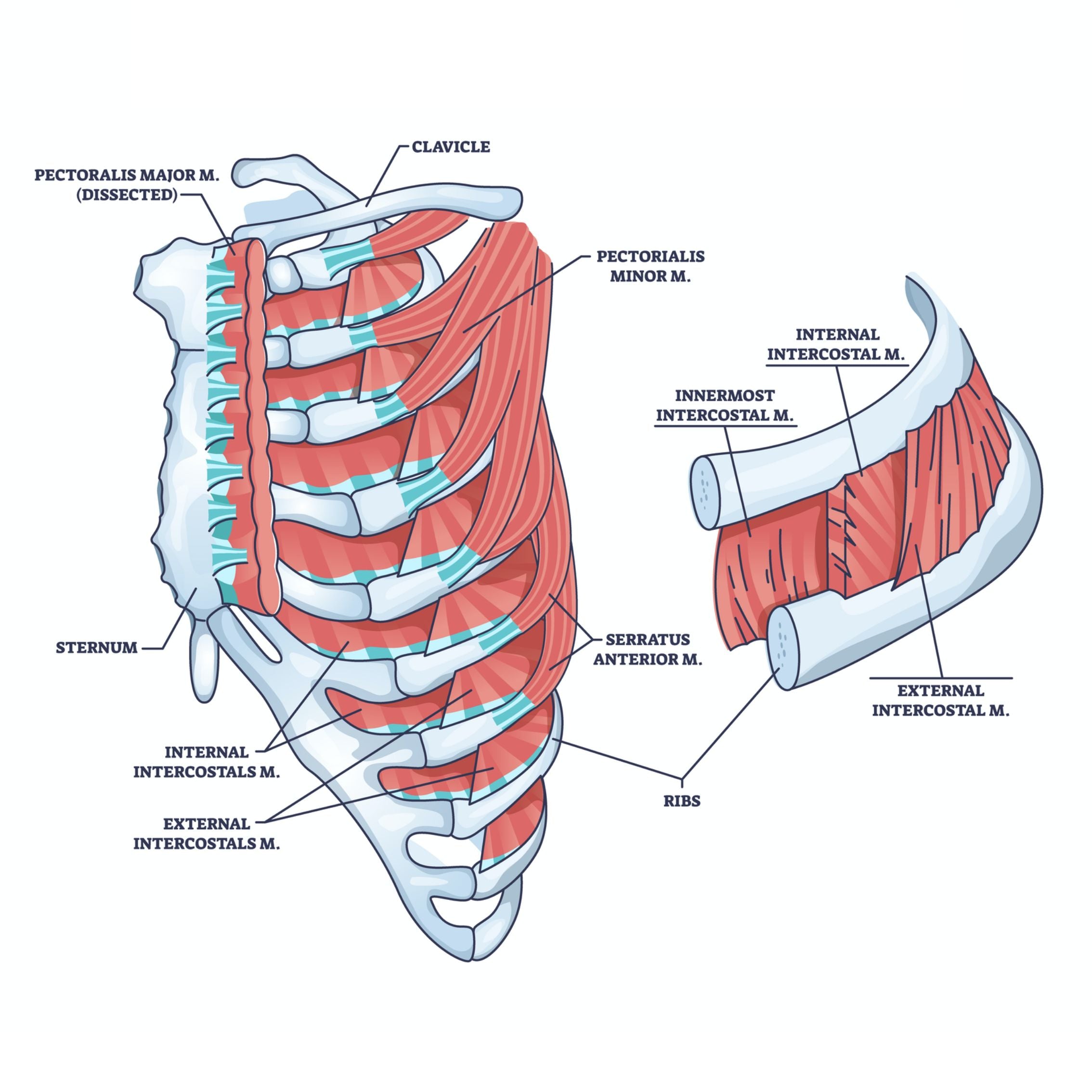Shoulder, back, chest muscles Diagram