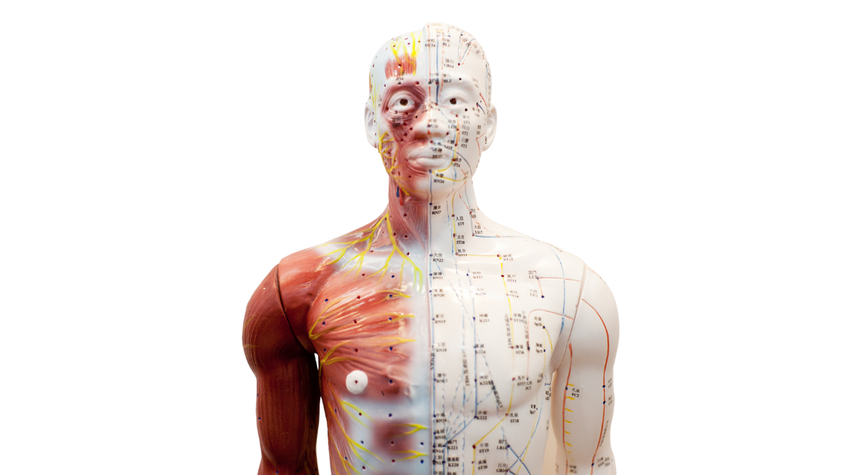 The Gall Bladder Meridian: A Comprehensive Guide to Its Importance and Role in Traditional Chinese Medicine - Niel Asher Education