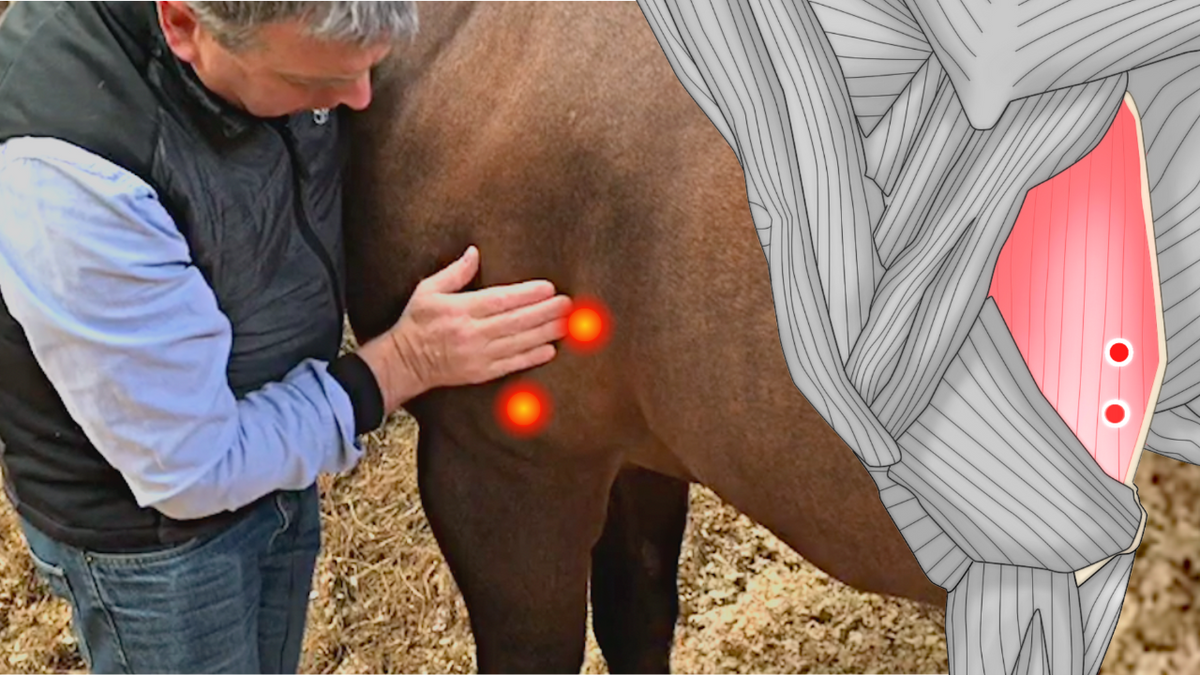 Unleash the Power of Massage and Trigger Point Therapy for Your Horse's Well-being - Niel Asher Education