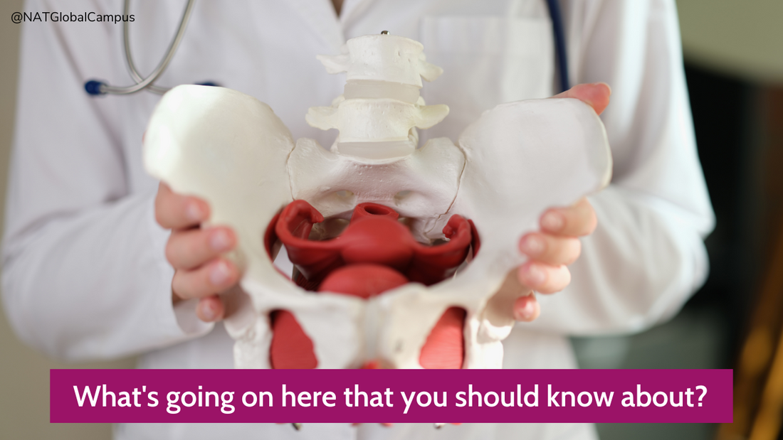 Empowering Women Through Pelvic Floor Health: A Comprehensive Guide - Niel Asher Education