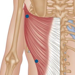 Trigger Point Therapy - Great Stretches for Latissimus Dorsi