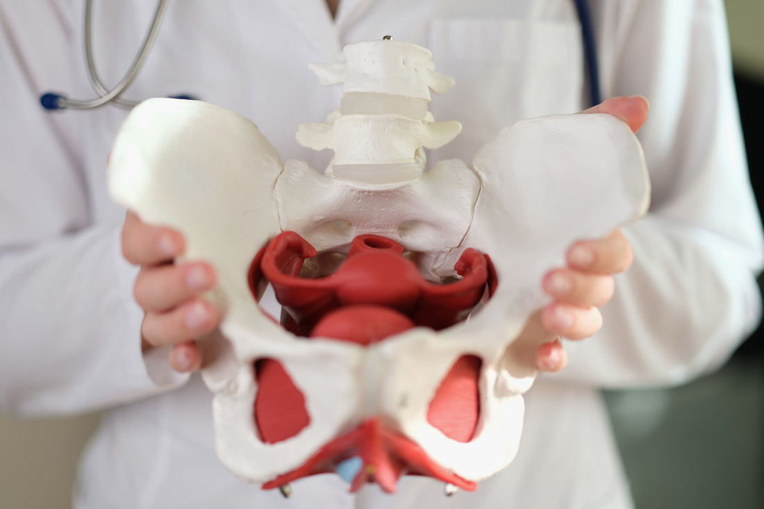 Pelvic Pain and Levator Ani syndrome explained