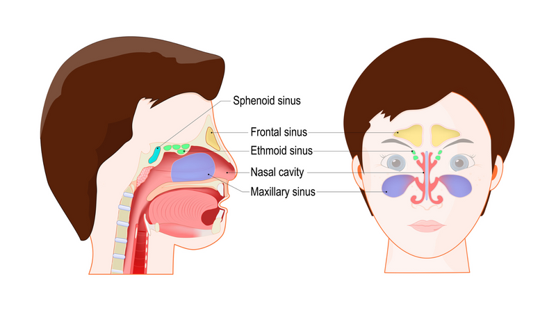 Sinuses in online face