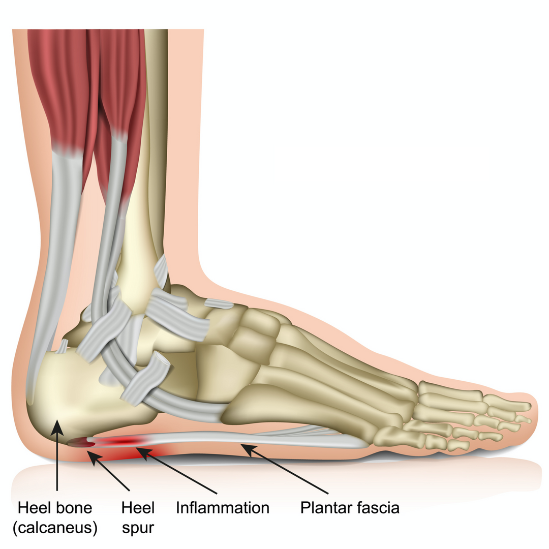 Niel Asher Education Blogs and Articles blog: Abdomen, Abdominal Muscle ...