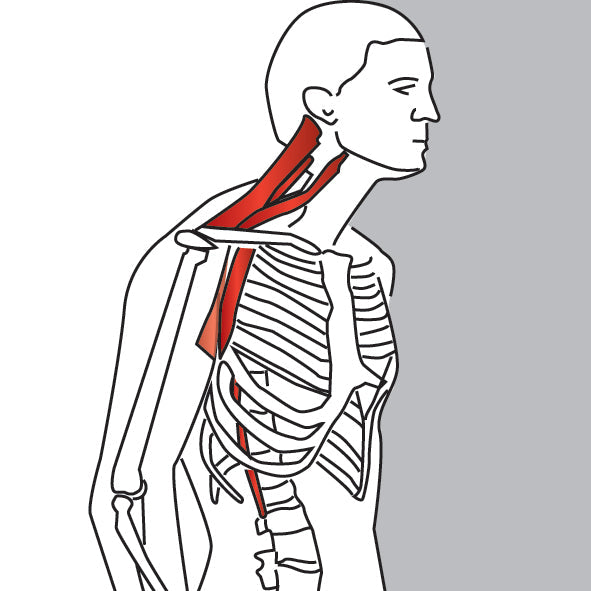 Neck Protraction Stretch - Niel Asher Education