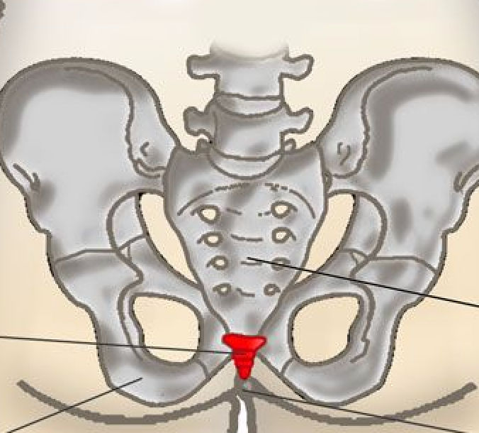 Coccydynia | Tailbone Pain | Treatment - Niel Asher Education