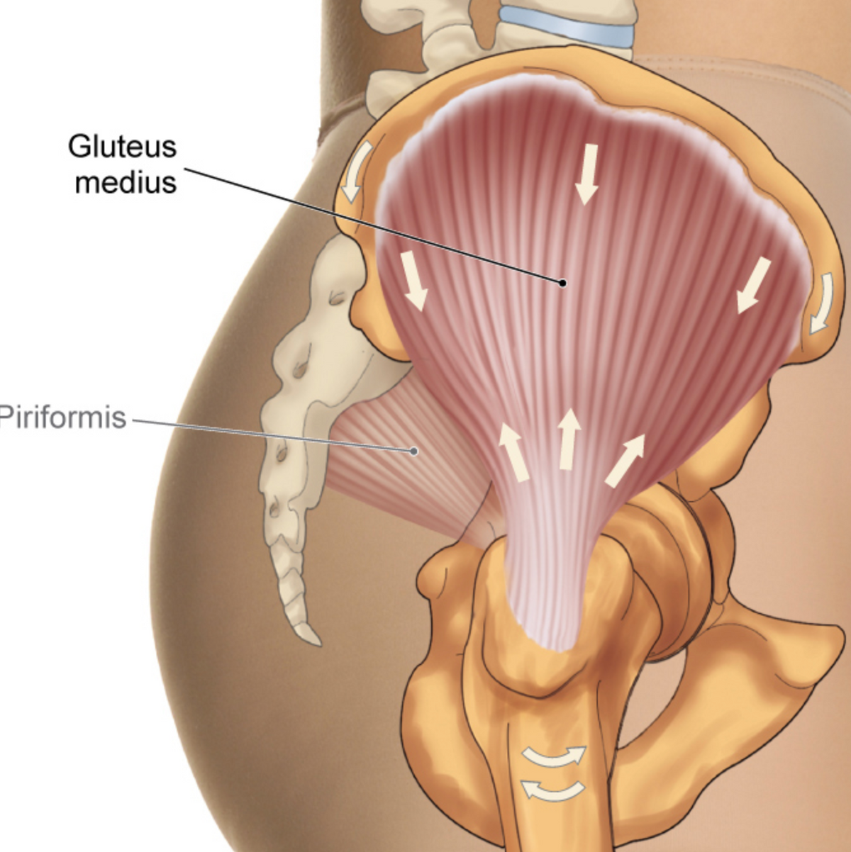 Gluteus Medius | Trigger Point Anatomy | Low Back Pain - Niel Asher Education