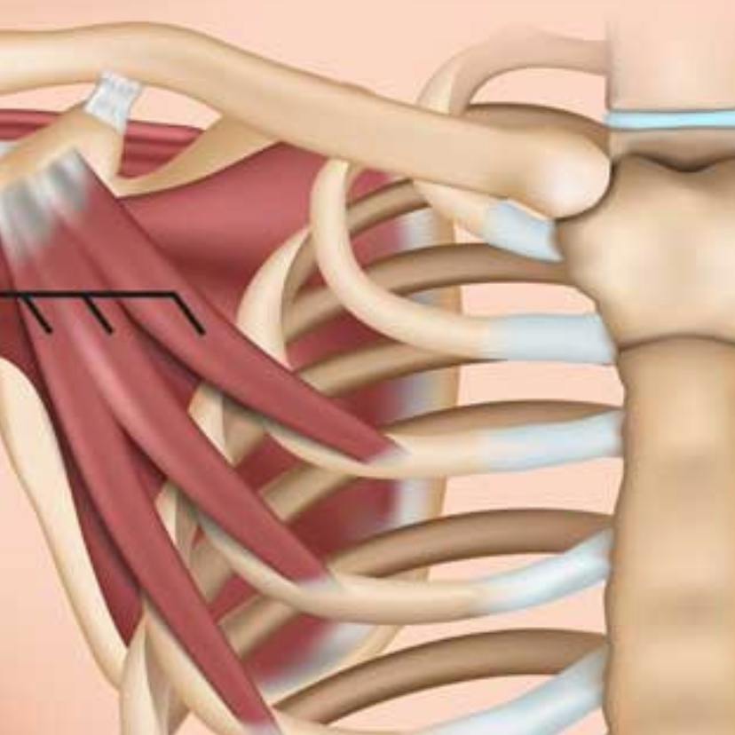 Pectoralis Minor | Trigger Point Release Therapy | Anatomy