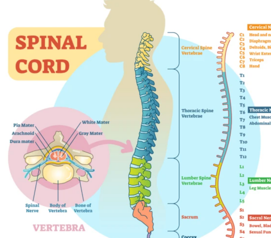 Neural Tests for Lumbar Spine - Niel Asher Education