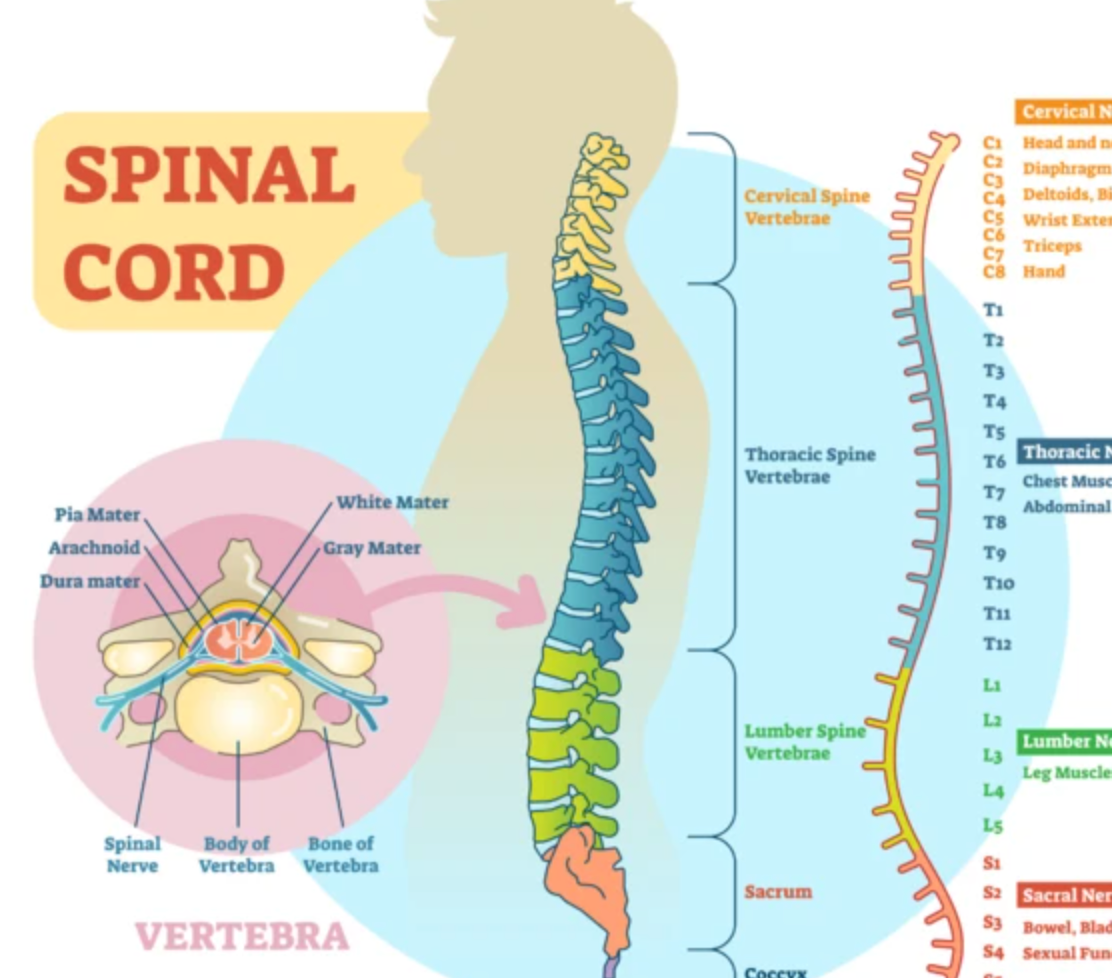Neural Tests for Lumbar Spine - Niel Asher Education