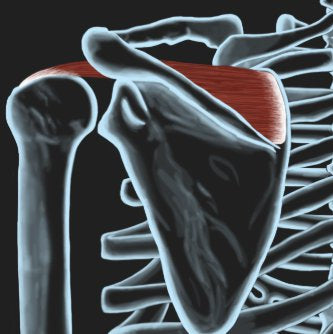 Trigger Point Therapy - Supraspinatus - Niel Asher Education