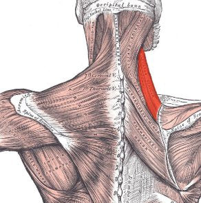 Muscle Energy Technique - Levator Scapulae | Levator Scapulae, Muscle ...