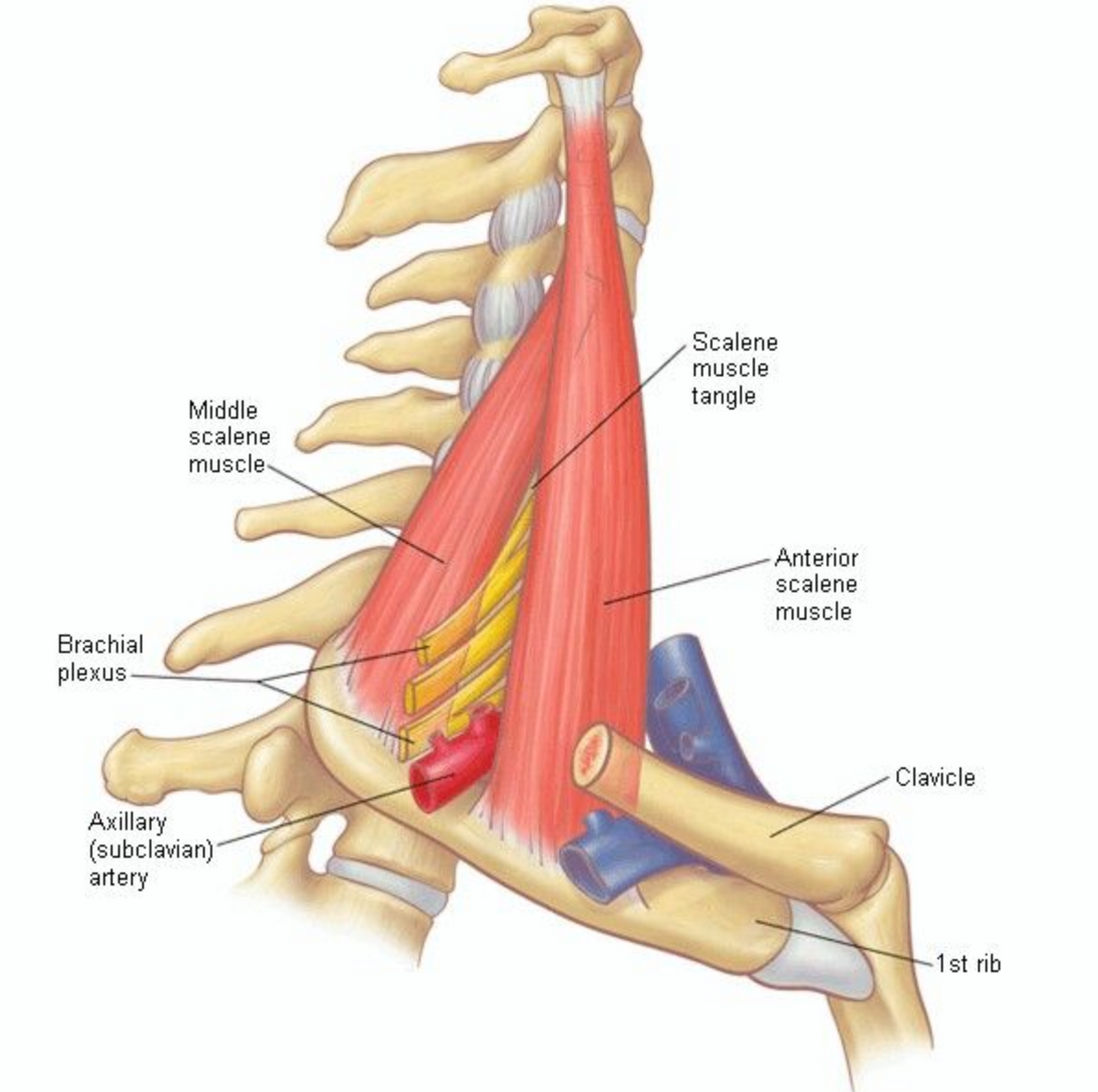 Thoracic Outlet Syndrome - Treatment - Niel Asher Education