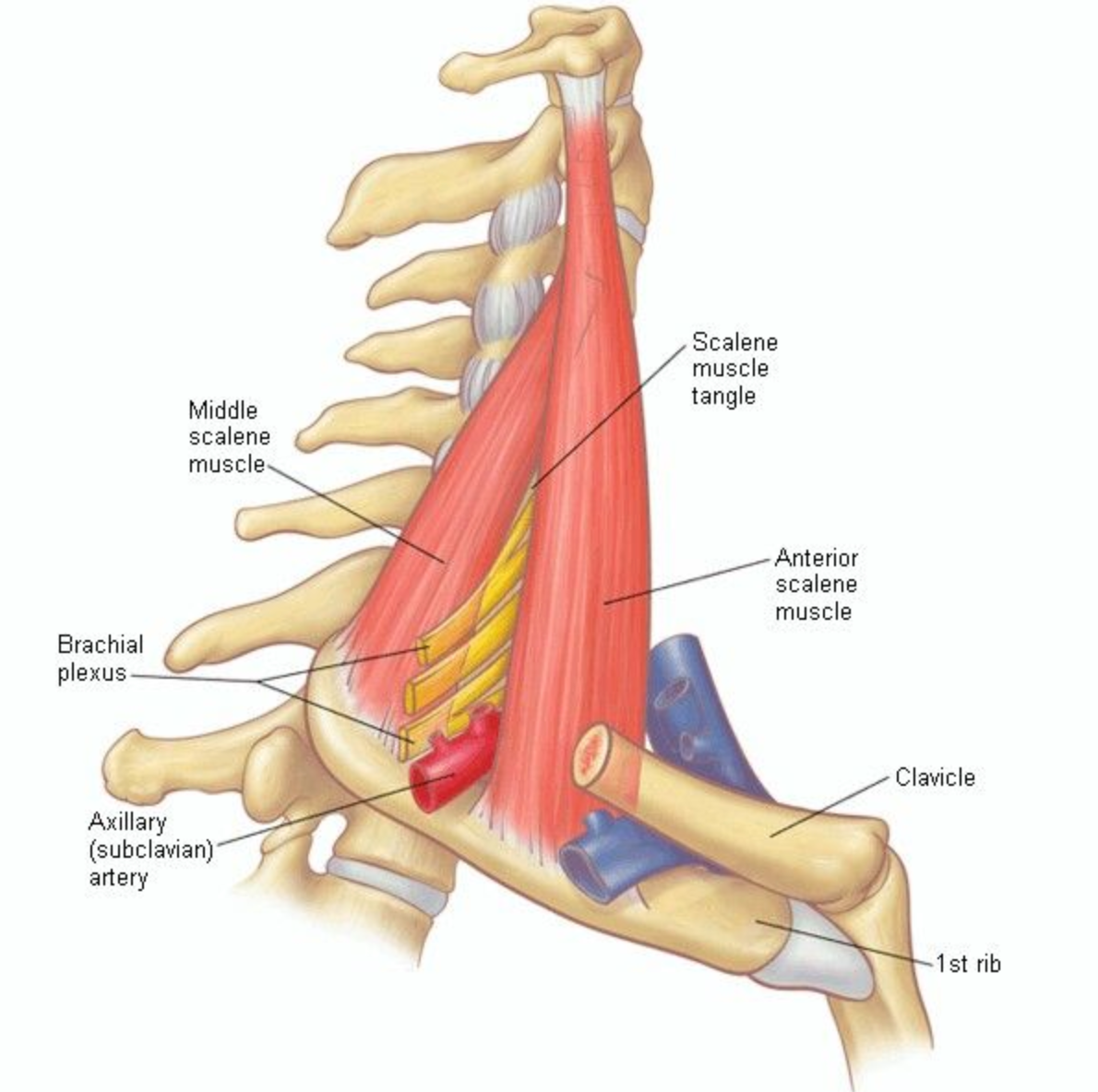 Thoracic Outlet Syndrome - Treatment - Niel Asher Education