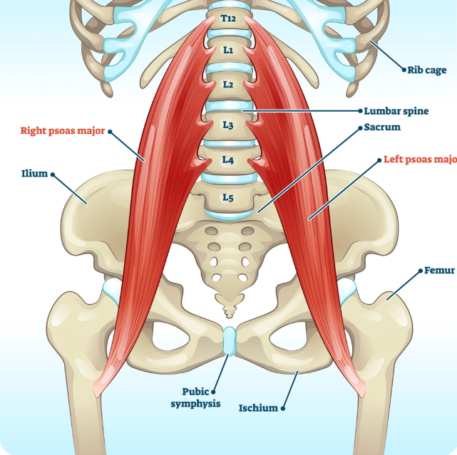 Iliopsoas - how and why to take care of psoas! | Iliopsoas, Psoas and ...