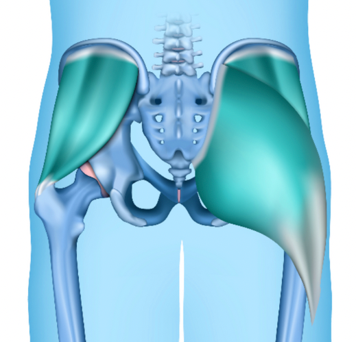 Gluteus Muscle Strains | Gluteus Maximus, Gluteus Medius, Gluteus ...