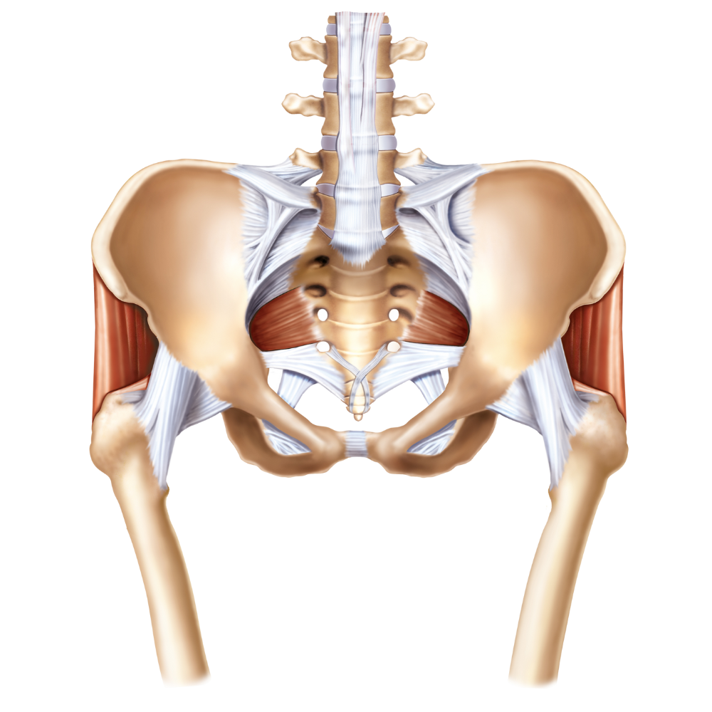 Unlock the Secrets of Your Pelvic Floor: The Foundation for Health and Vitality - Niel Asher Education