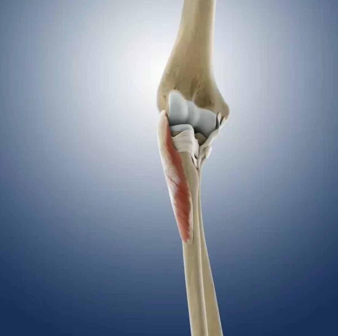 Trigger Point Release - Supinator Muscle