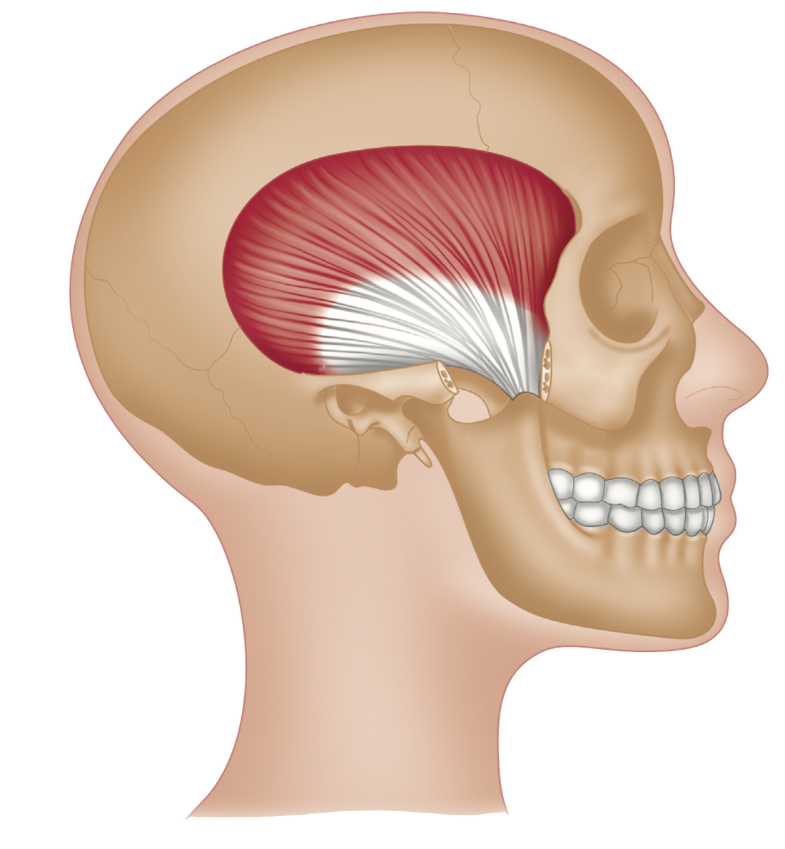 Temporalis - How to Find and Release Trigger Points - Niel Asher Education