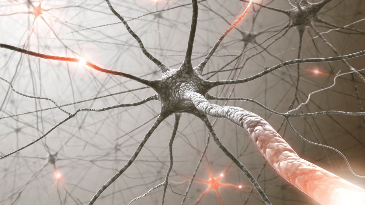 The Vagus Nerve