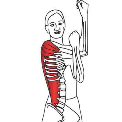 The Mighty Deltoid Muscle: Functions, Injuries, Trigger Points, and ...