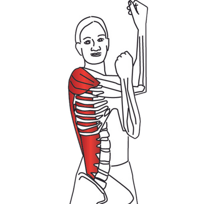 The Mighty Deltoid Muscle: Functions, Injuries, Trigger Points, and Stretching - Niel Asher Education