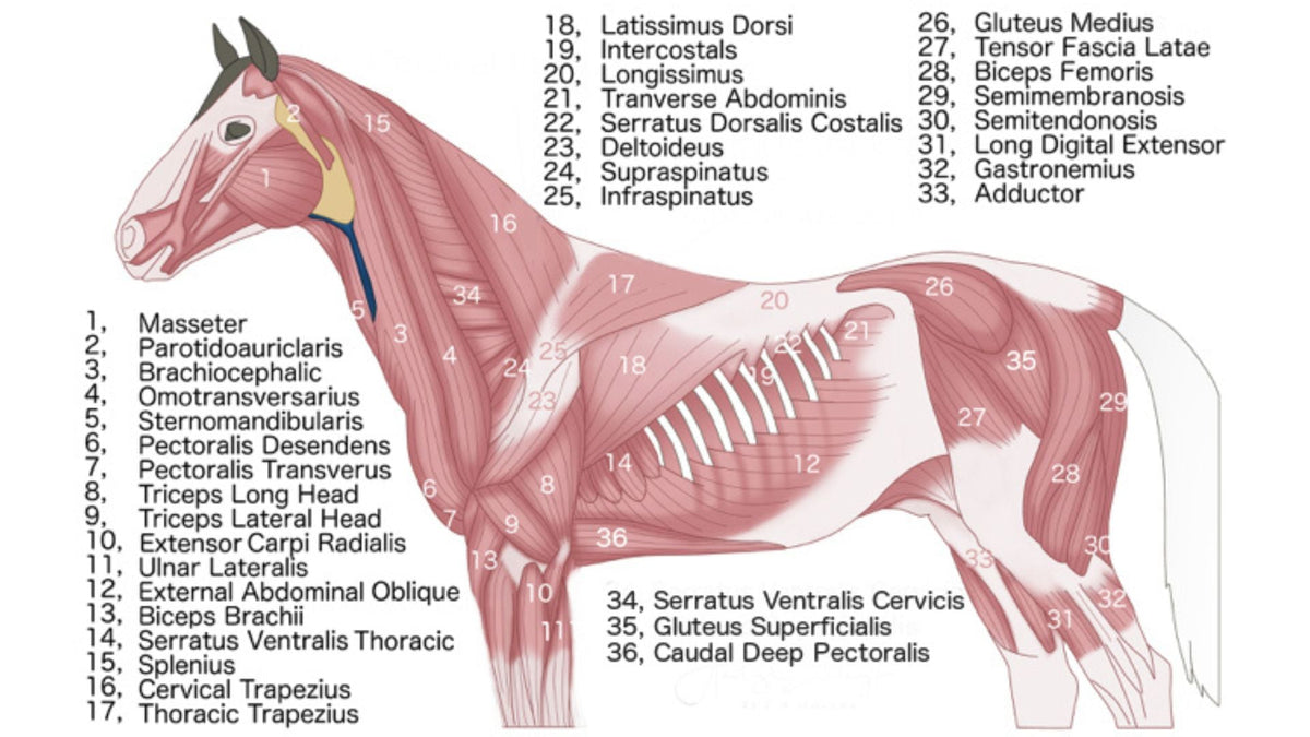 Hands-On Horse Care: Exploring Equine Massage and Bodywork - Niel Asher Education