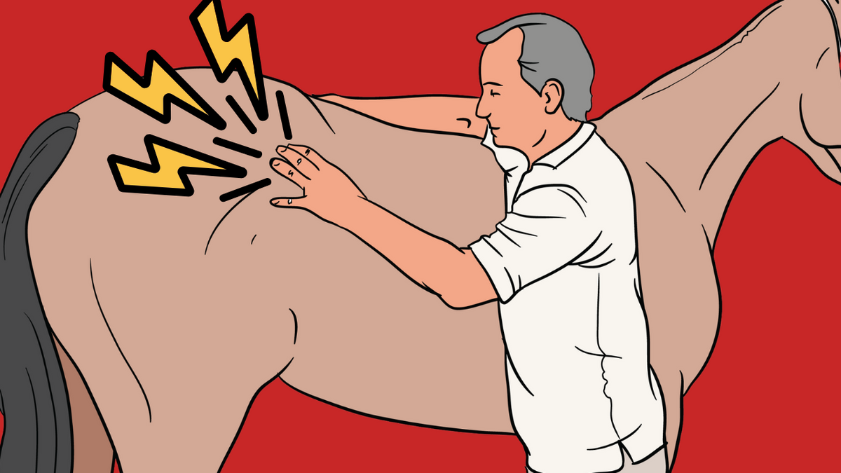 Treating Horses Like Athletes (Because They Are!): Massage & Flexibility - Niel Asher Education