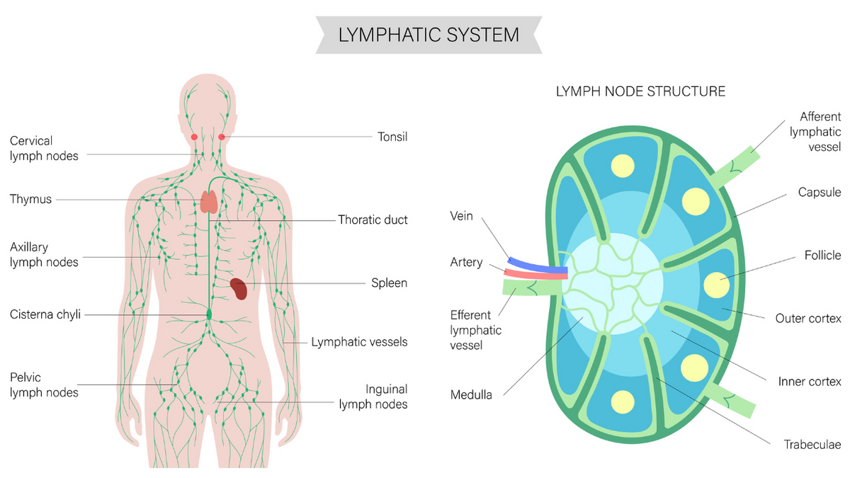 Benefits of Manual Lymphatic Drainage Massage (MLD) - Niel Asher Education
