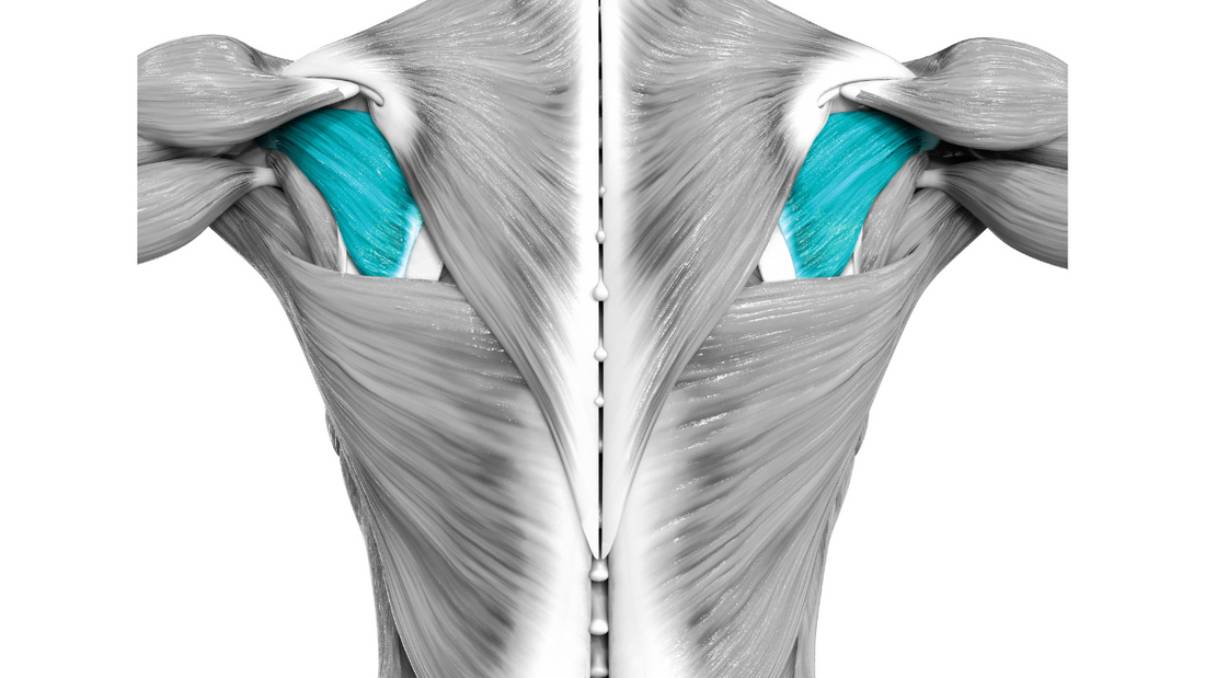 Shoulder Pain and Stiffness - Treating Infraspinatus - Niel Asher Education