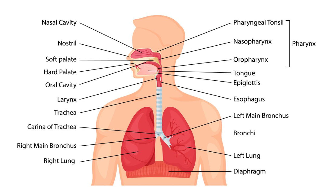 Diaphragm and Breathing
