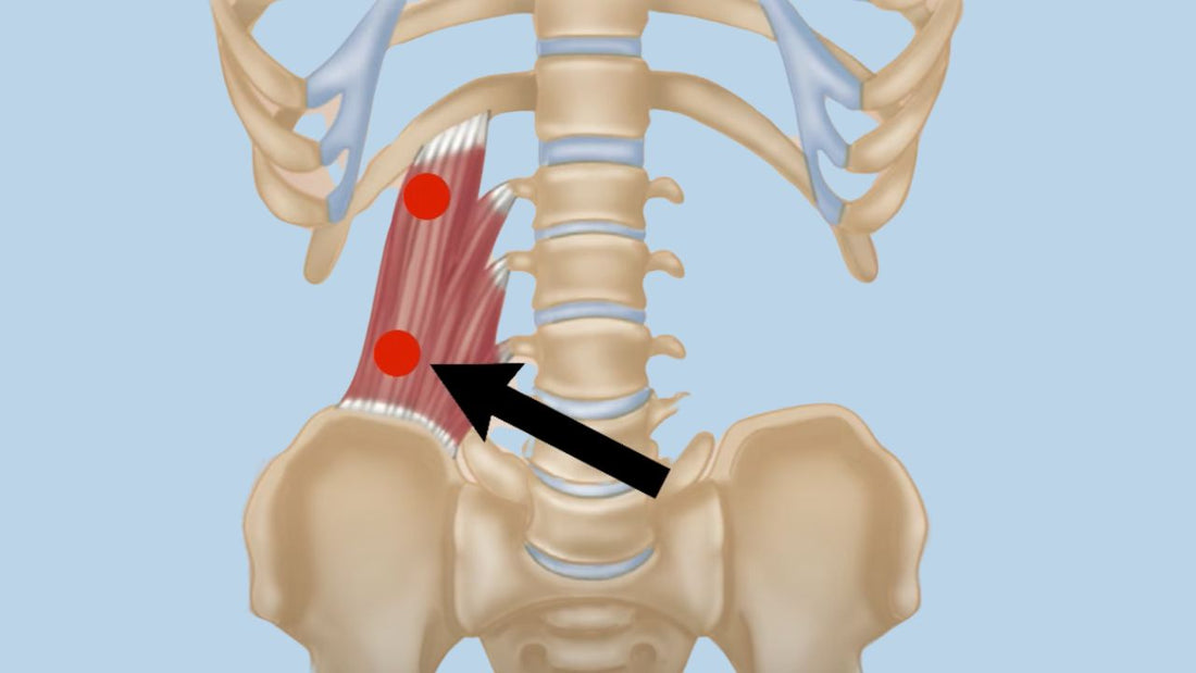 Quadratus Lumborum Trigger Points