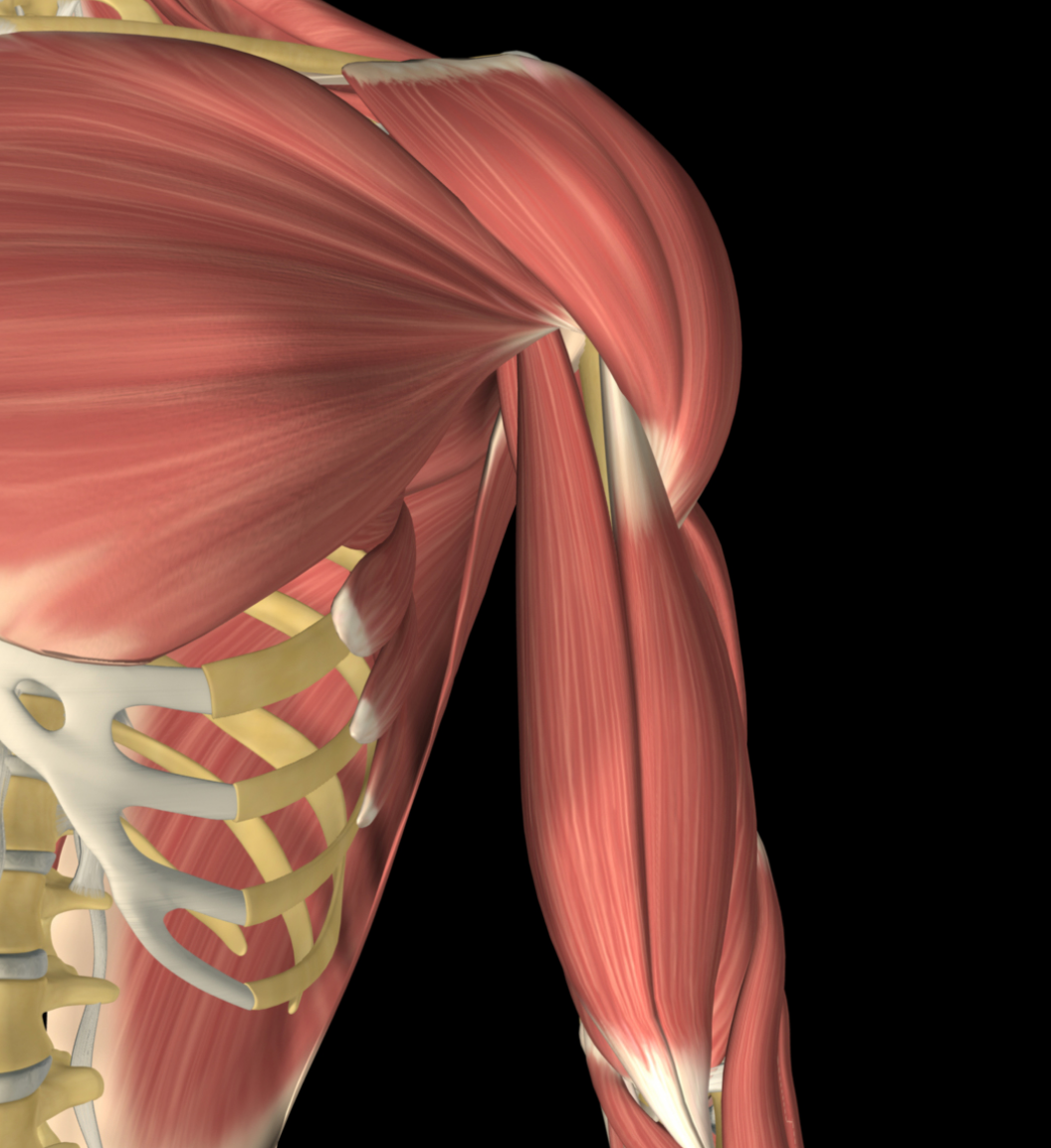 How to Treat Coracobrachialis? - Niel Asher Education