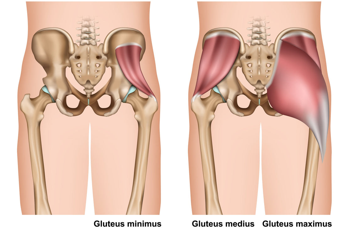 Trigger Points and Sciatic Type Pain - Gluteus Minimus - Niel Asher Education