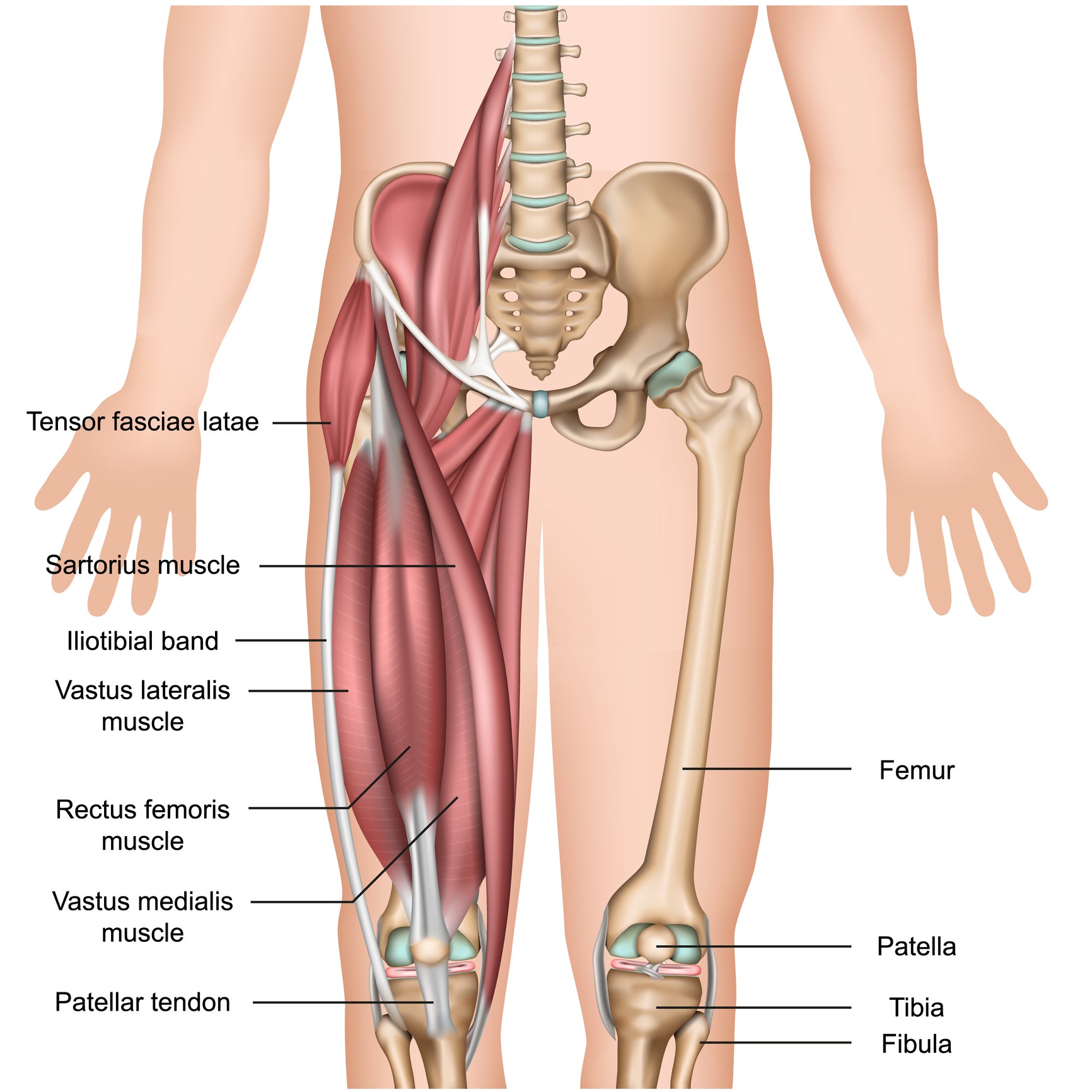 Anatomy - Muscles - Tensor Fascia Lata Diagram