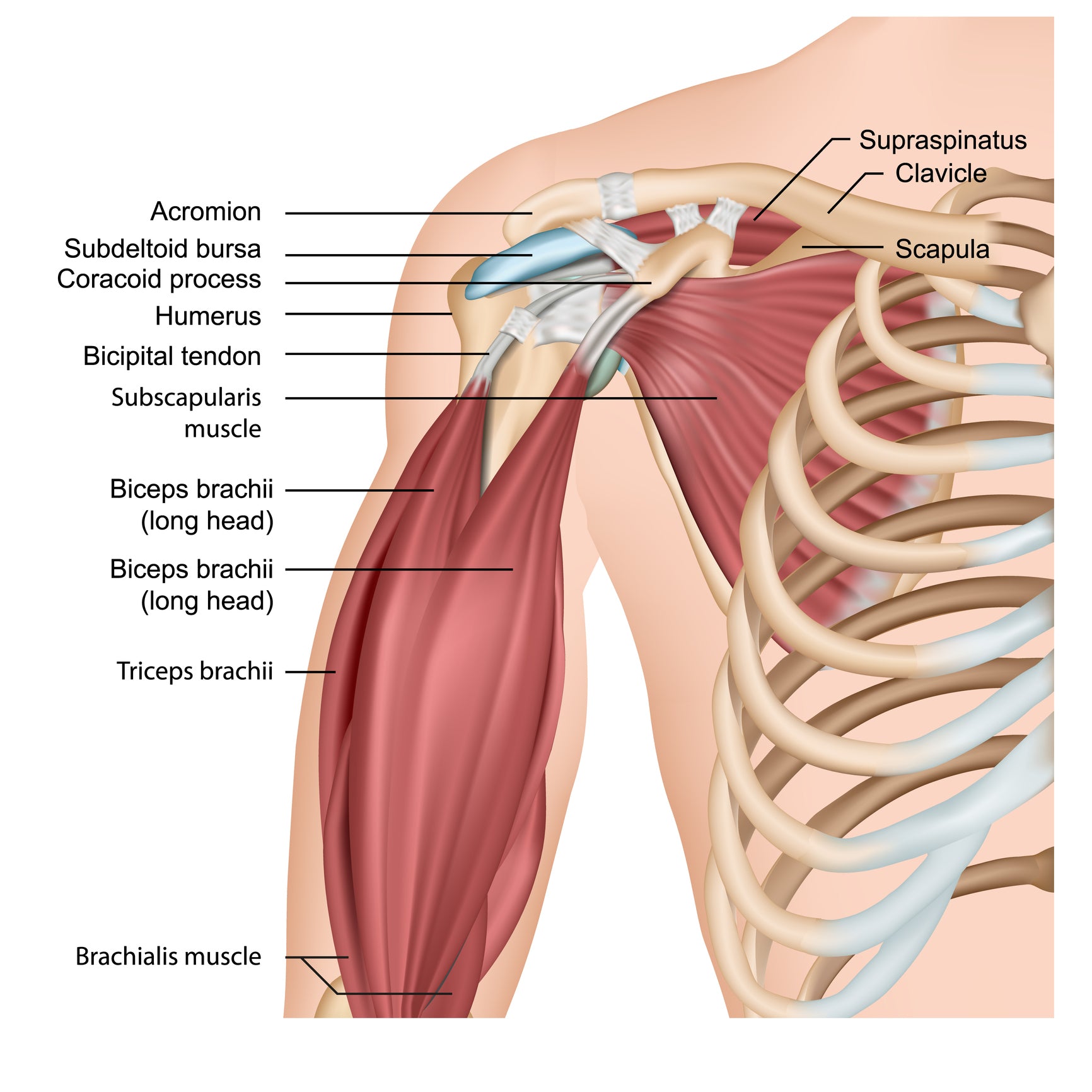 Treating Trigger Points in the Biceps, Biceps Brachii and more