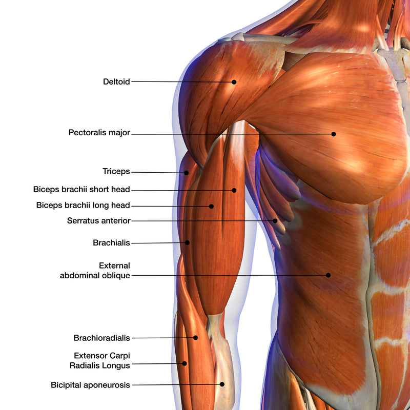 Inner West Health Clinic - This month's muscle madness focusses on the  Triceps Brachii, or just 'triceps'. This is a muscle found on the back of  the upper arm. It helps to