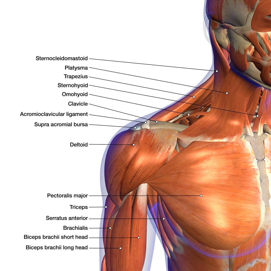 Treating Neck Pain and Stiffness - Niel Asher Education