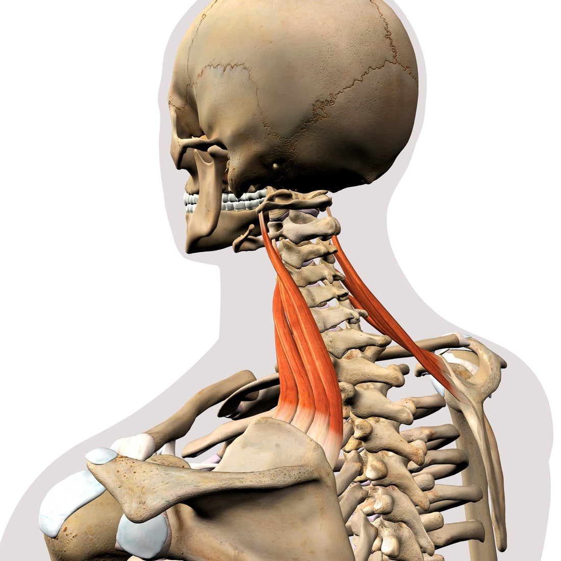 Treating the Levator Scapulae - Niel Asher Education